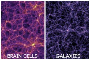 brain cells, galaxies