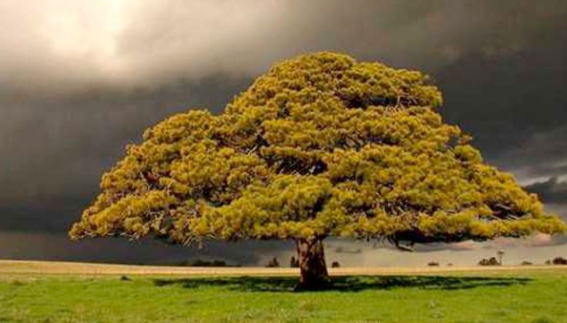 mustard tree